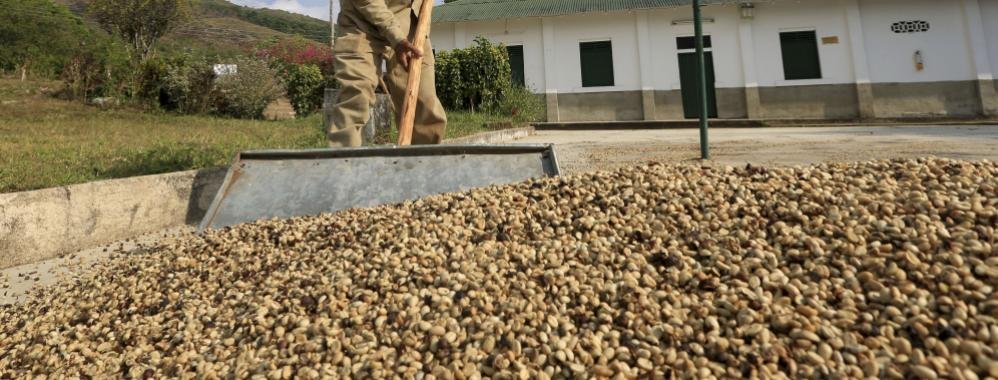 Producción de café colombiano cayó en enero